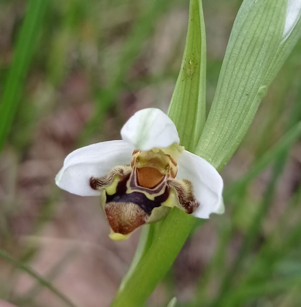Ophrys apifera, lusus o variet�?